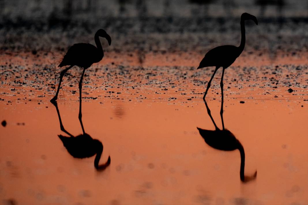 Konya’nın flamingo cenneti! 180 türe ev sahipliği yapıyor, görsel şölen sunuyor 6